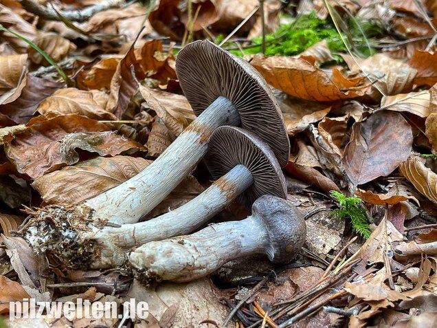 Bitterer Schleimkopf, Cortinarius infractus