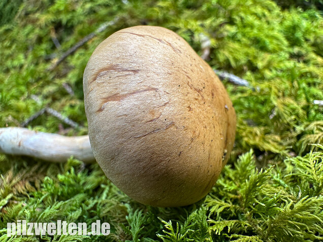 Olivgelber Schleimkopf, Cortinarius subtortus