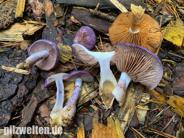 Blauer Schleimfuß, Cortinarius salor