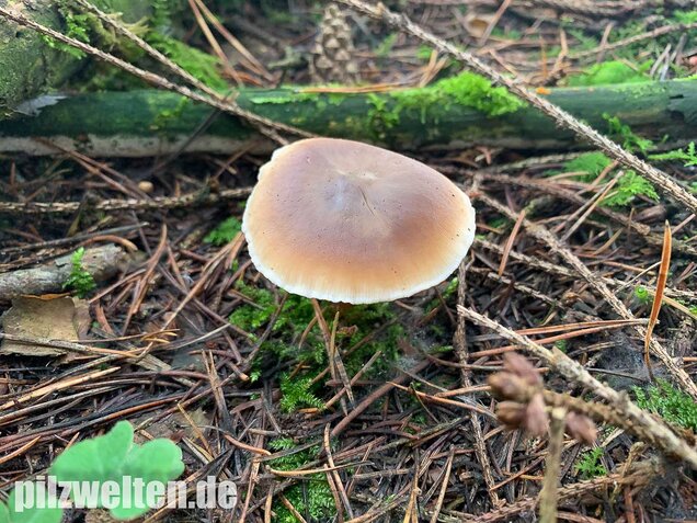 Butterrübling, Rhodocollybia butyracea