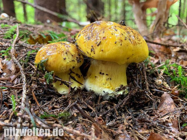 Dottergelber Klumpfuß, Cortinarius meinhardii