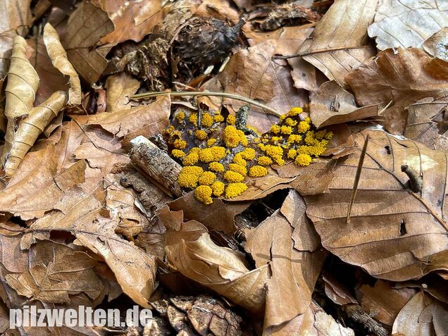 Gelber Eierschleimpilz, Physarum virescens