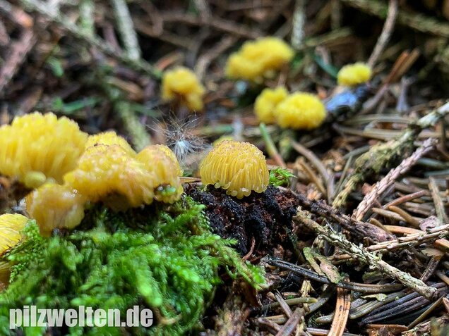 Gelbes Fadenkeulchen, Stemonitis flavogenita
