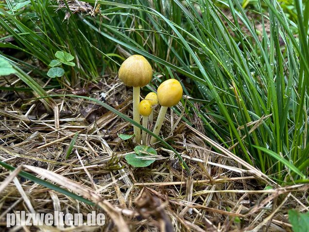 Goldmistpilz, Bolbitius titubans