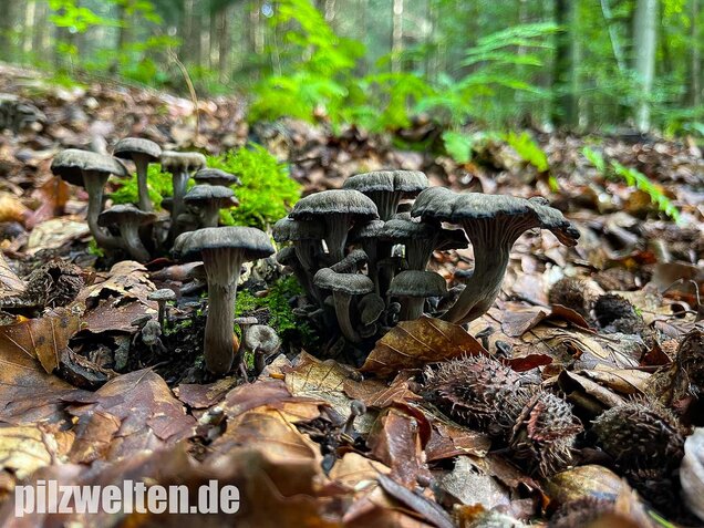 Grauer Pfifferling, Craterellus cinereus