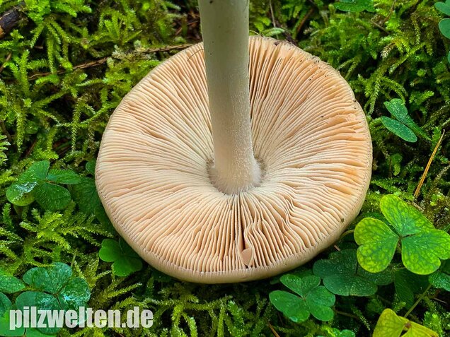 Großer Scheidling, Volvopluteus gloiocephalus
