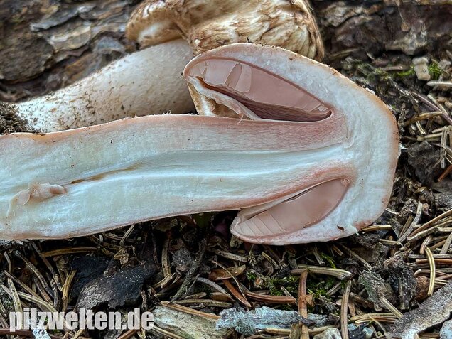 Großer Waldchampignon, Agaricus langei