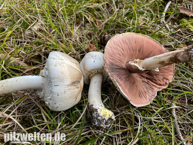 Karbolchampignon, Agaricus xanthodermus