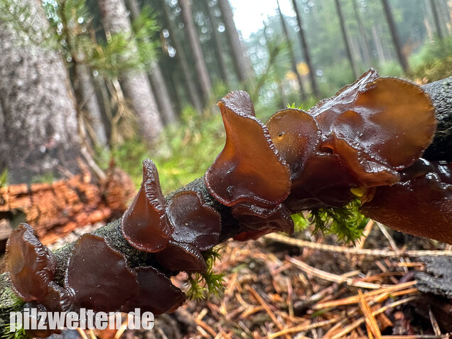 Kreisel-Drüsling, Exidia recisa