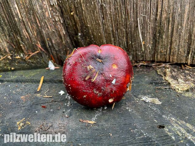 Lederstieltäubling, Russula viscida