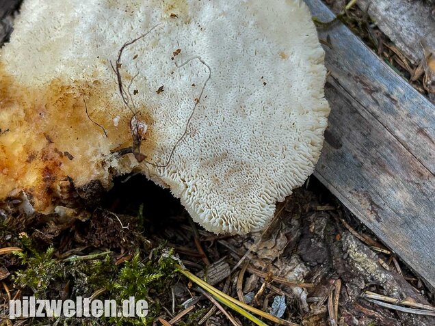 Nördlicher Porling, Climacocystis borealis