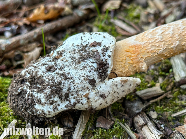 Orangegelber Scheidenstreifling, Amanita crocea