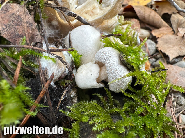 Parasitischer Scheidling, Volvariella surrecta