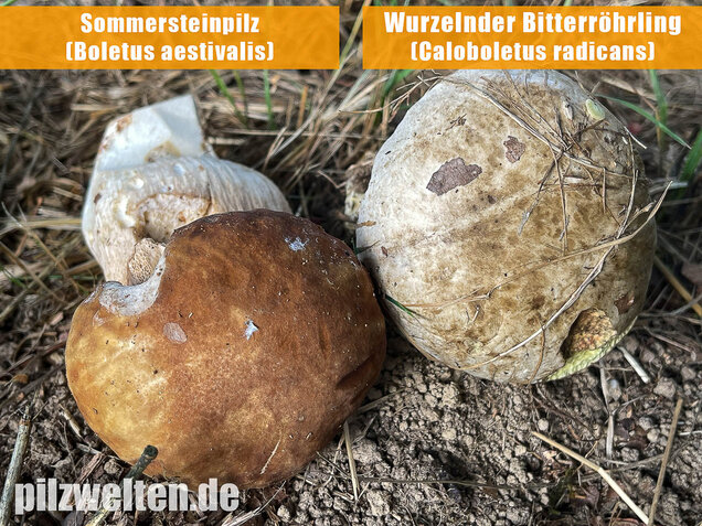 Wurzelnder Bitterröhrling, Caloboletus radicans