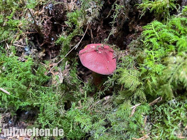 Purpurfilziger Holzritterling, Tricholomopsis rutilans