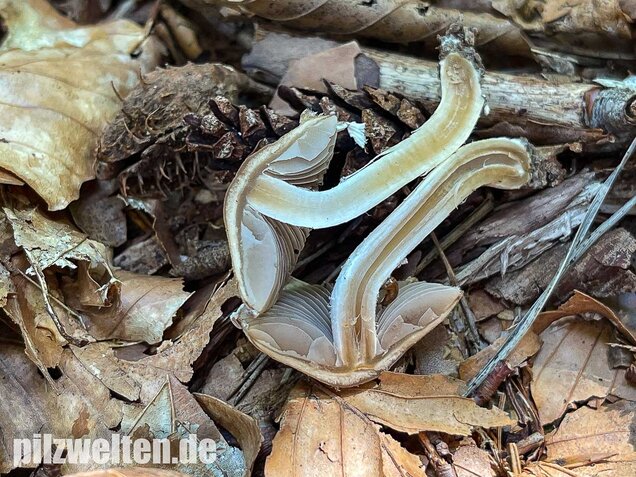 Reichbeschleierter Faserling, Psathyrella spintrigeroides