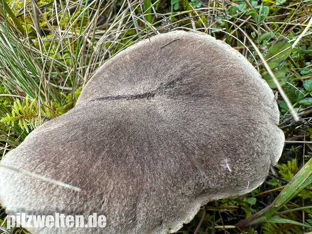 Rötender Erdritterling, Tricholoma orirubens