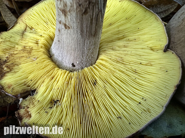 Gelbblättriger Rasling, Rötender Schönkopf, Calocybe favrei