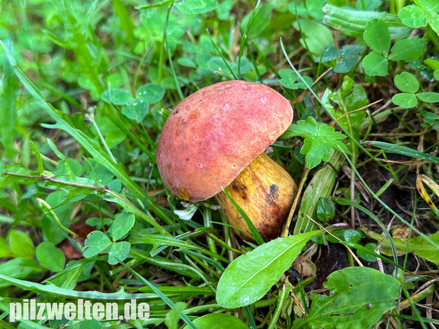 Rothütiger Hexenröhrling, Suillellus rubriceps