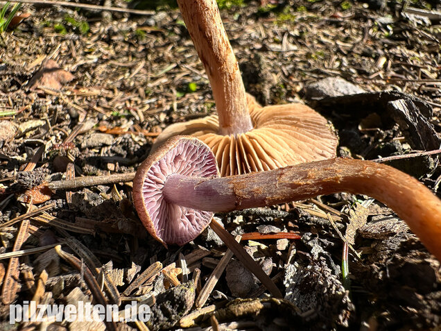 Schuppiger Dickfuß, Cortinarius pholideus