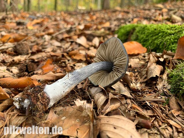 Stahlblauer Rötling, Entoloma nitidum