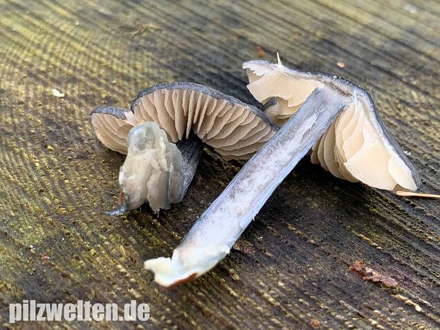 Stahlblauer Rötling, Entoloma nitidum