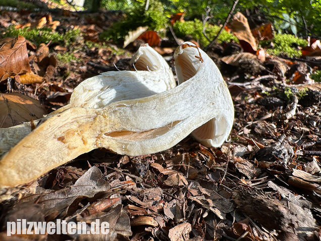 Gelbverfärbender Schneckling, Hygrophorus discoxanthus