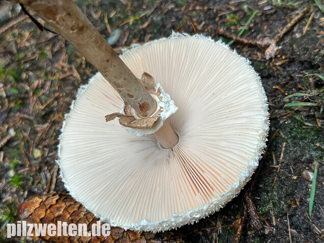 Sternschuppiger Riesenschirmling, Grobscholliger Riesenschirmling, Macrolepiota rhodosperma