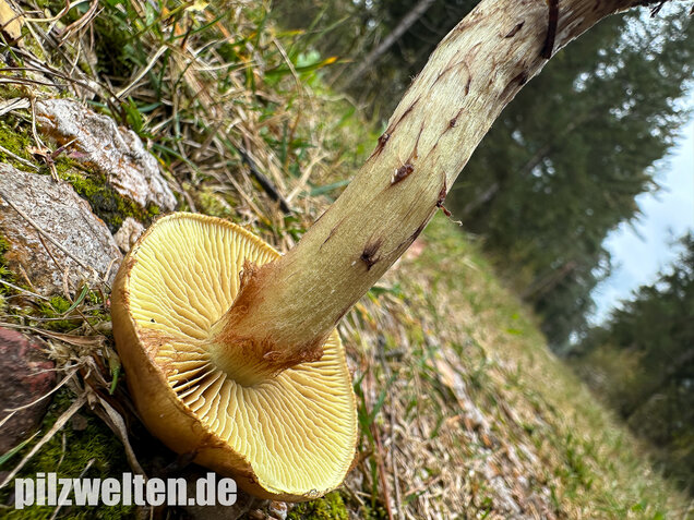 Stinkender Schleimkopf, Gelber Schleimkopf, Phlegmacium mussivum