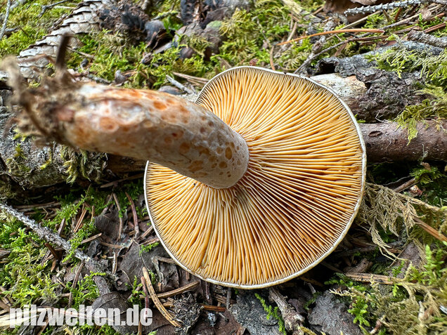 Wechselblauer Edelreizker, Lactarius quieticolor