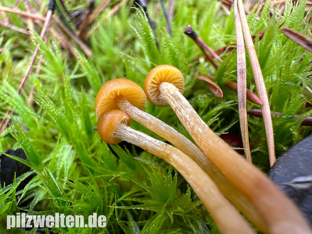 Gesäumter Häubling, Moorhäubling, Galerina paludosa