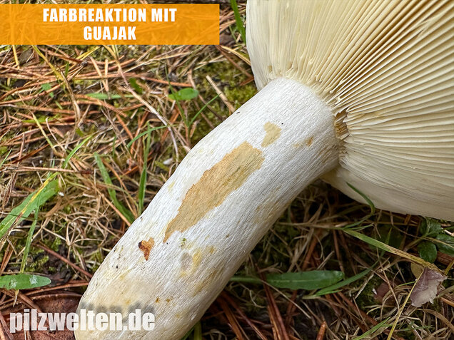 Zedernholz-Täubling, Heimtückischer Täubling, Russula badia