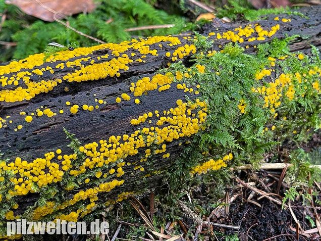 Zitronengelber Reisigbecherling, Calycina citrina
