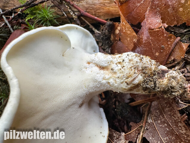 Zitronenporling, Albatrellus citrinus