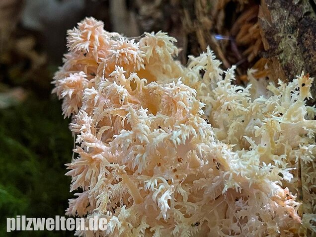 Ästiger Stachelbart, Hericium coralloides