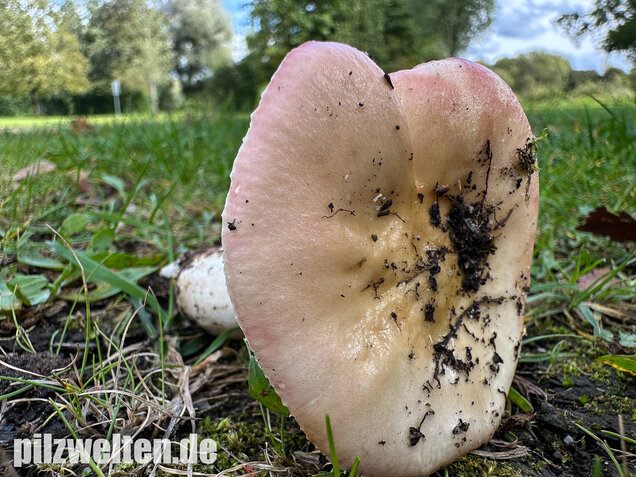 Ausblassender Birkentäubling, Verblassender Täubling, Russula exalbicans