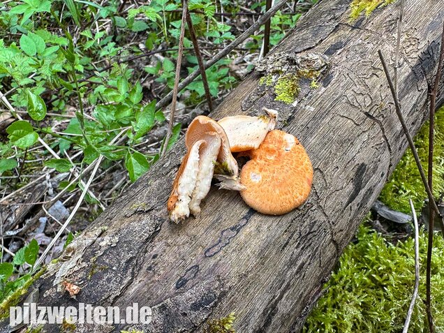 Bienenwabenporling, Waben-Stielporling, Neofavolus alveolaris
