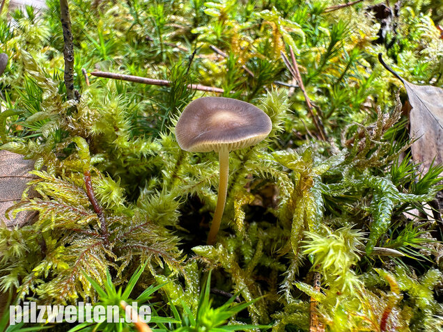 Bitterer Kiefernzapfenrübling, Strobilurus tenacellus