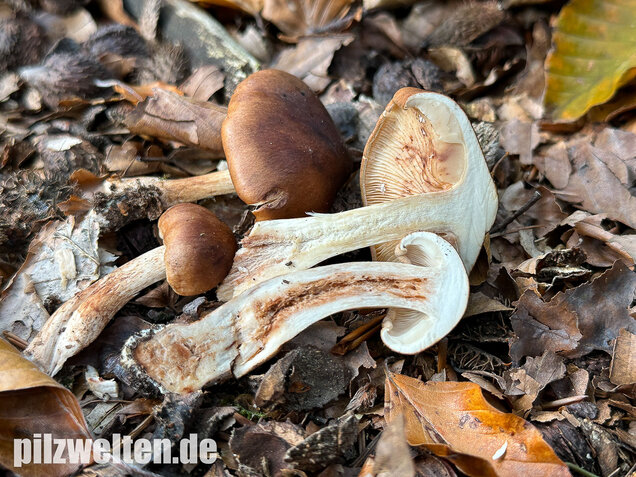 Brandiger Ritterling, Tricholoma ustale