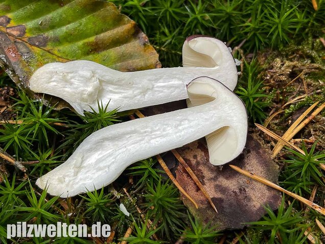 Buckeltäubling, Russula caerulea