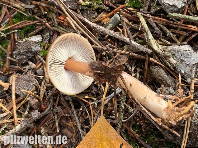 Butterrübling, Rhodocollybia butyracea