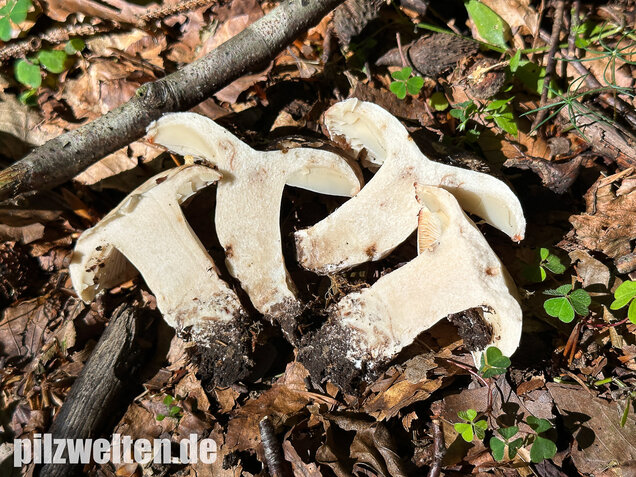 Dickblättriger Schwärztäubling, Russula nigricans