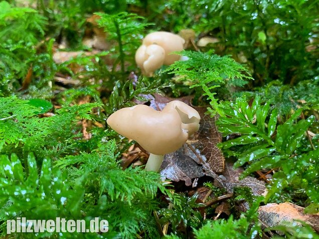 Elastische Lorchel, Helvella elastica