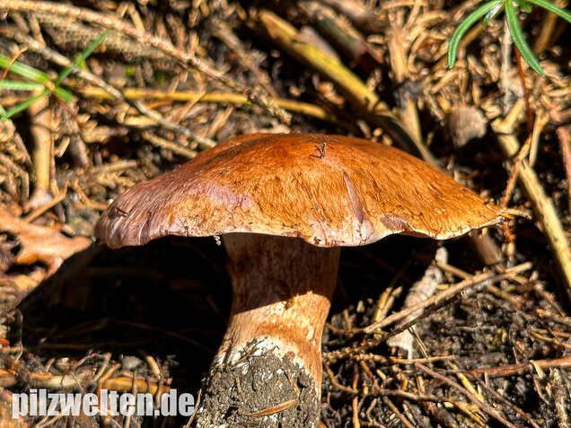 Dunkelfleckender Schleimkopf, Phlegmacium violaceomaculatum