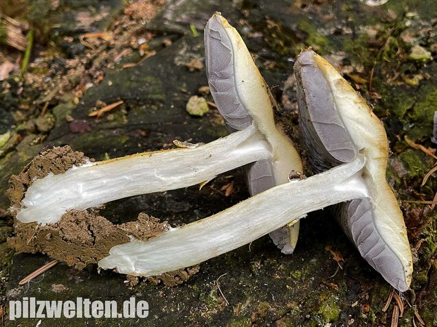 Gelber Riesenträuschling, Stropharia rugosoannulata forma lutea