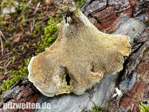 Gelbgrüner Kammporling, Laeticutis cristata