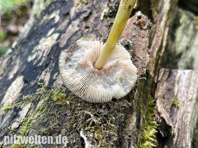 Gelbstieliger Dachpilz, Pluteus romellii