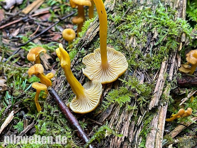 Trompetenpfifferling, Craterellus tubaeformis