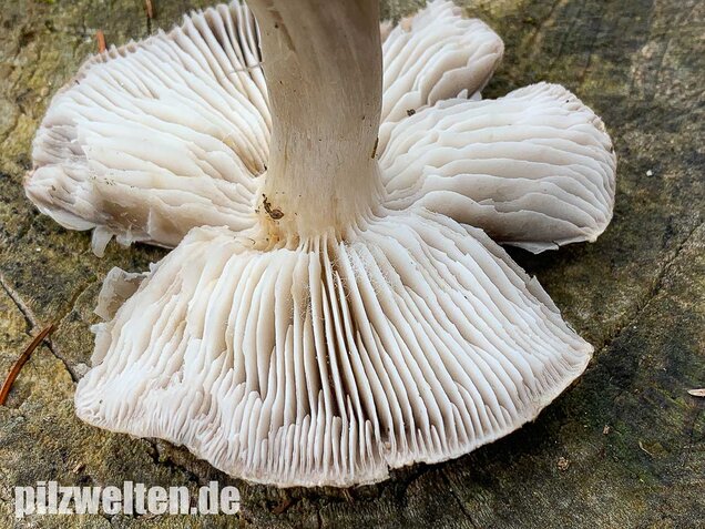 Gemeiner Erdritterling, Tricholoma terreum