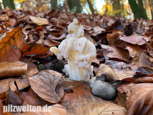 Herbstlorchel, Helvella crispa